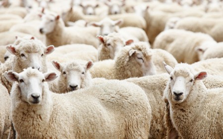 Livestock farm, herd of sheep